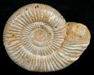 Perisphinctes Ammonite - Jurassic #5233-1